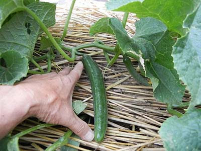 キュウリの育て方 整枝しつつ収穫量を大幅アップ