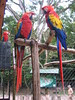 Colorful Birds at Copan