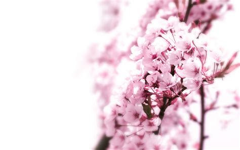 awesome wallpapers pink cherry blossom