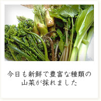 新潟村上の山菜 山菜の採れたて通販サイト 新潟村上から旬の天然山菜をお届けします
