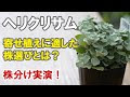 ヘリクサム 育て 方 329308