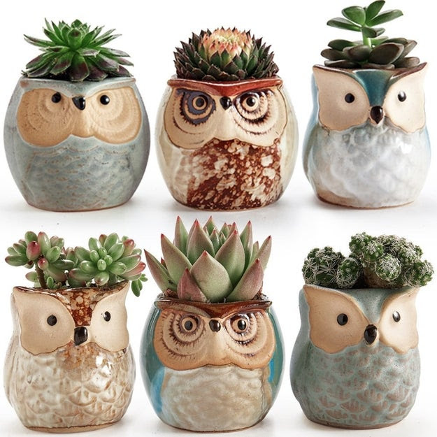 A set of adorable ceramic pots guaranteed to brighten up your home. Owl take them all please.