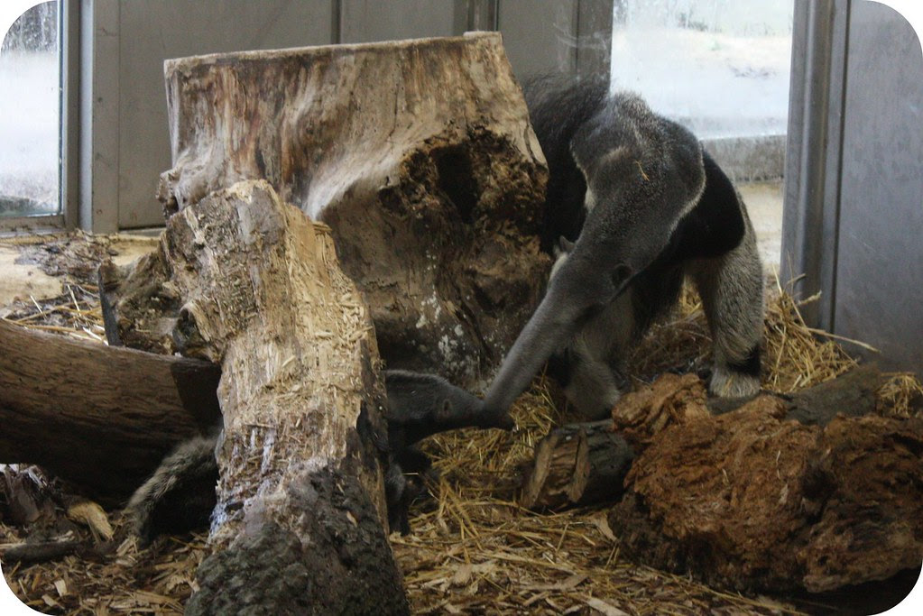 Ameisenbär Baby