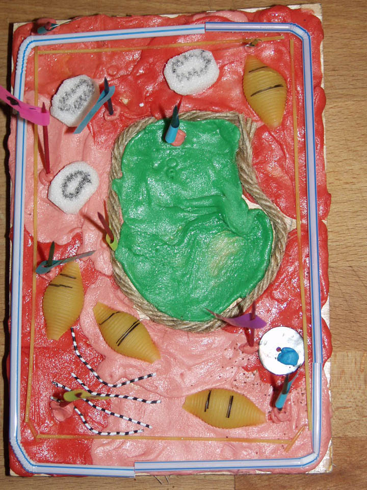 Plant Cell Project Labeled