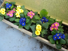 flowers on the balcony