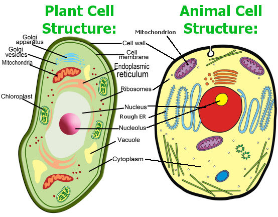 5 plant and animal cell comparison images : Biological ...