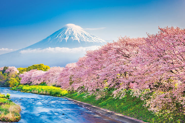 Yam 10 1387 風景 春爛漫の桜並木と富士山 静岡 1000ピース やのまん の商品詳細ページです 日本最大級のジグソーパズル通販専門店 ジグソークラブ