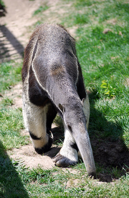 Zoo de 
Madrid