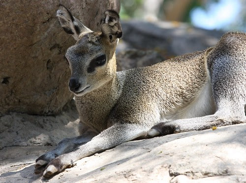 animal picture