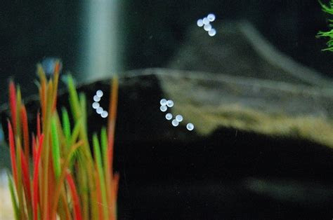 Fuzzy white mold won't kill your seedlings, but it is a sign that something's wrong. White Balls, Possibly Eggs? | My Aquarium Club