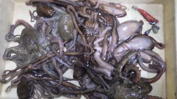 夜釣りのタコのすごい釣果です 泉佐野食品コンビナート 釣果 釣り人あんてな