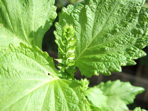 ベランダ菜園 大葉も そろそろ終わりですね