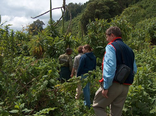 walking in the jungle