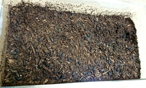 カブトムシの幼虫の発酵マットがフンまみれで あわてて交換 お専務通信