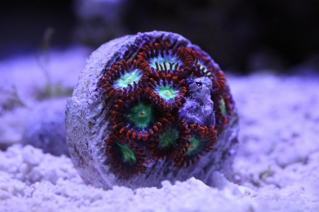 Reefgen Steal Your Soul Zoas Reef Central Online Community