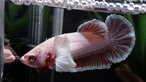 Discover the Fascinating World of Elephant Ear Female Betta Fish: Traits, Care, and Breeding Tips