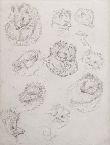 Studies for Miss Tiggy-winkle