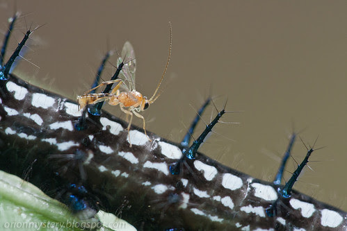 A parasitoid wasp ovipositing on a autumn leaf butterfly caterpillarIMG_7583 copy