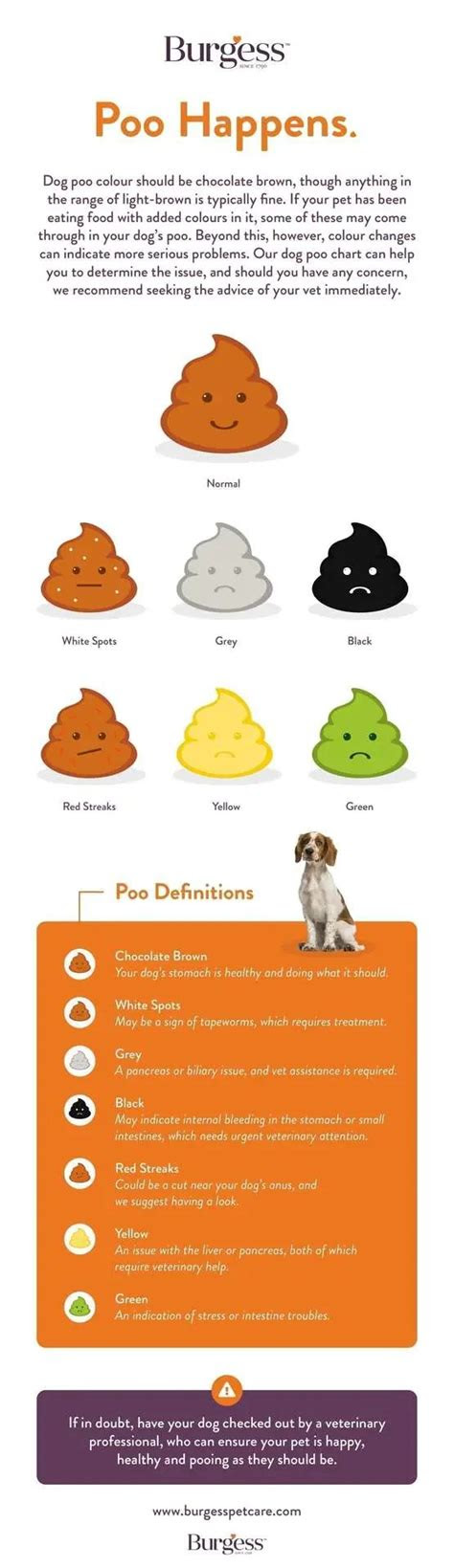  healthy dog poop colour consistency chart burgess pet care anyone