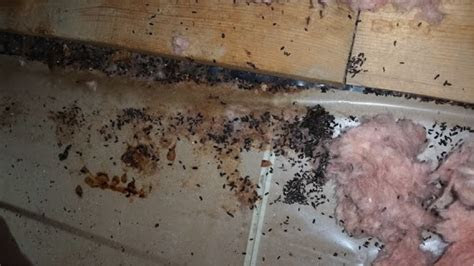 How Do Mice Survive Winter?   Skedaddle Widlife Control