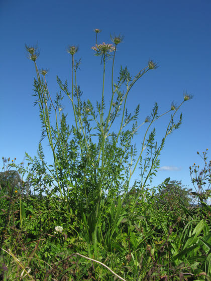 Daucus carota plant2.jpg