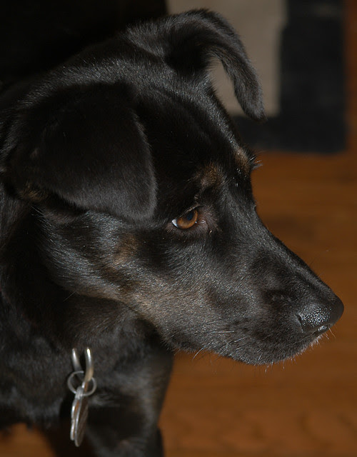 Bugbee