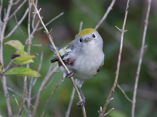 Chestnut-sided Warbler