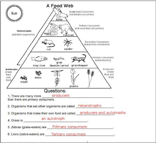 Food Chain Worksheet 5th Grade
