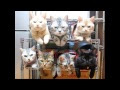 [最も選択された] かわいい 猫 壁紙 おもしろ 307572-かわいい 猫 壁紙 おもしろ