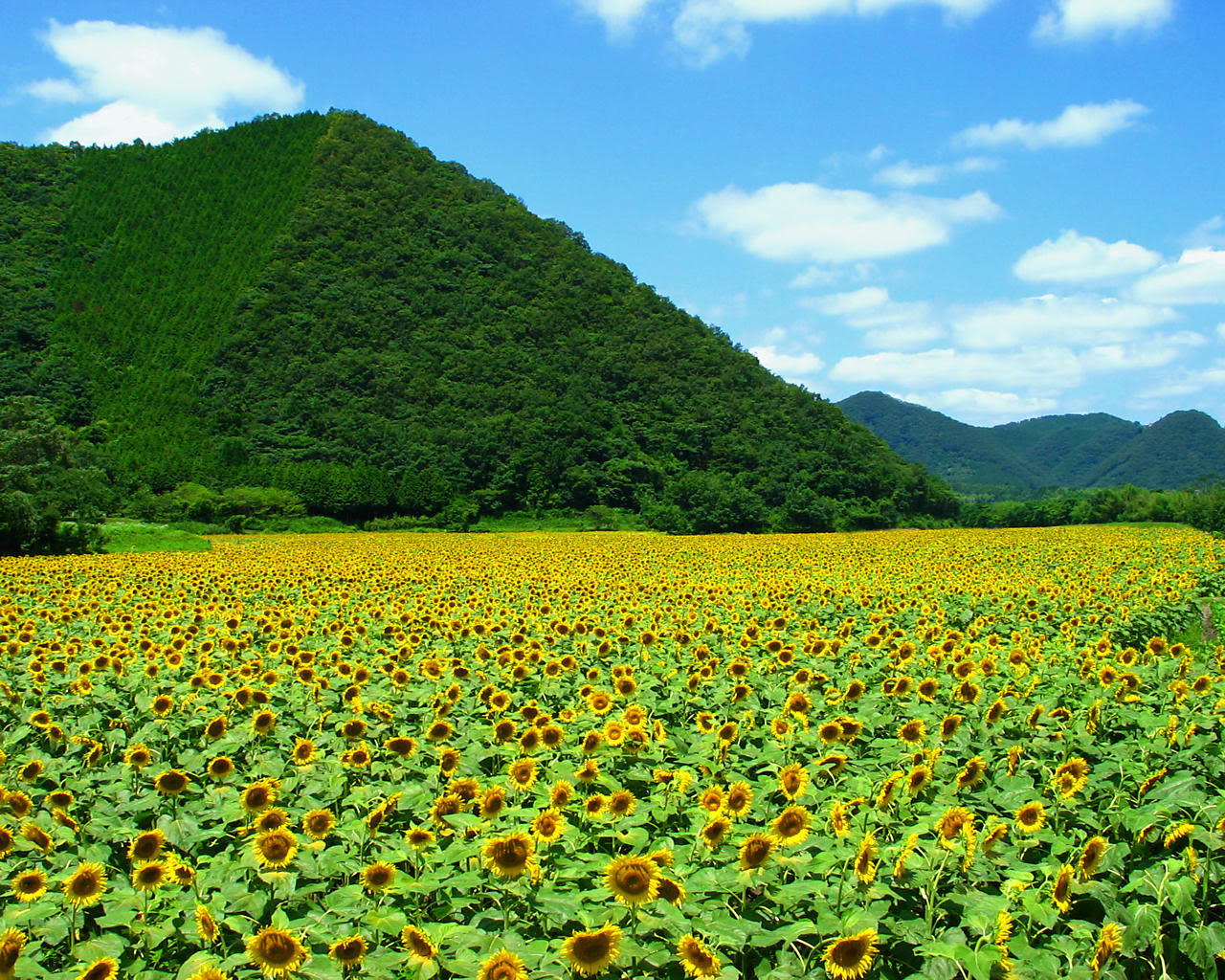 ひまわり畑 ひまわりの花 壁紙写真 四季の彩り壁紙写真集
