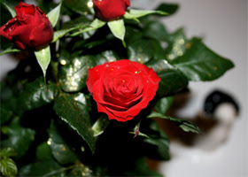 Glückwünsche zur Rubinhochzeit