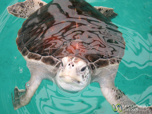 Sea Turtle, Mexico