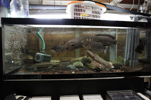 ポリプテルスとの混泳 混泳での注意点として まず餌が全ての魚に行き渡っているかどうか ポリプテルスは結構餌取りニブチンだ 素早い魚との紺栄では確実に餌がポリプテルスまで回りません 場合によっては餓死してしまうなんてこともあるかも