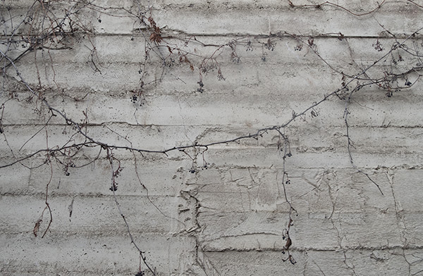 Virginia Creeper