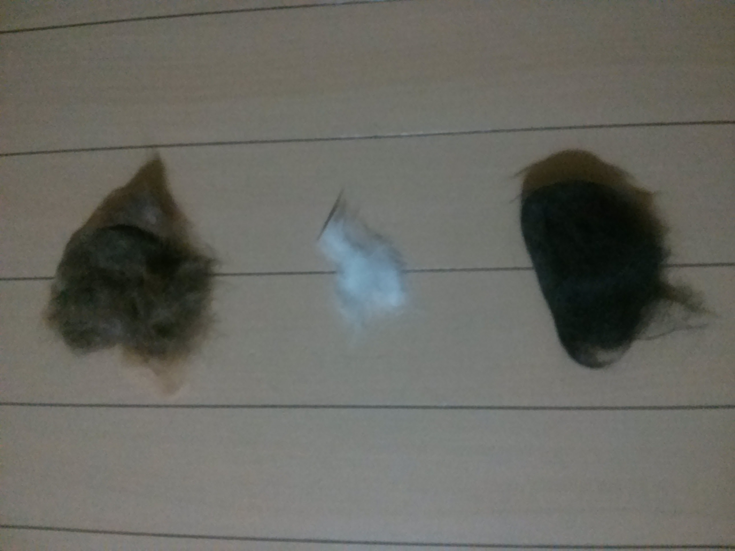 毛が抜ける まな動物病院からのお知らせ