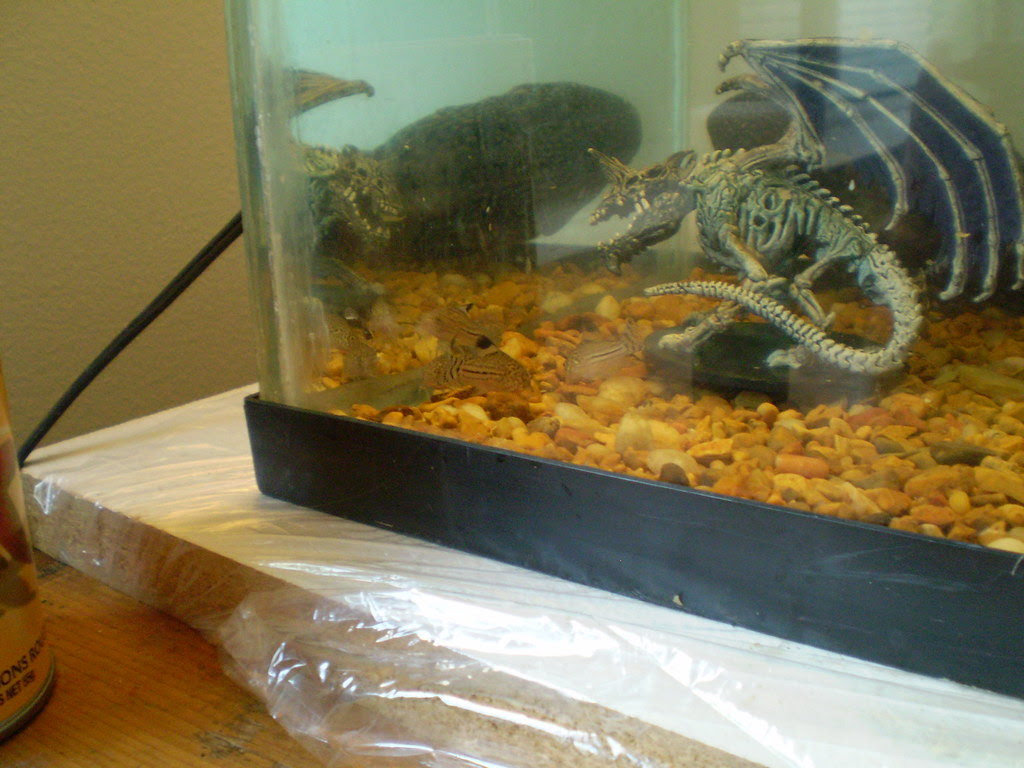 corys2