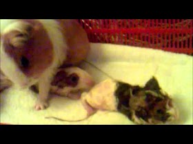 Pregnant Guinea Pig