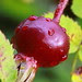 spinosissimus-Poppius hyphen