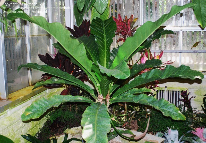 PlantFiles Pictures Bird s Nest Anthurium  Anthurium  