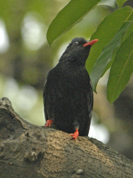 台湾の野鳥