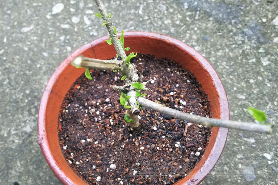 冬には枯れてたハイビスカスなのに 春にはしっかり芽吹いてくれました 花が咲くのが楽しみです