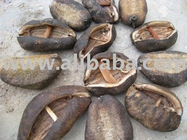  Cucumber Fish on Fish Dried Sea Cucumber Products Vietnam Prickly Fish Dried Sea