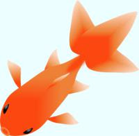 金魚のイラスト 琉金 デメキンなど40種類以上 無料イラスト素材 ちいさないきもの