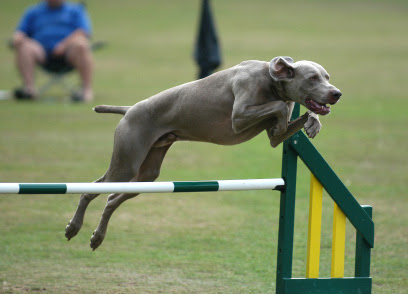 New Introduction to Agility class starts in January 2014 ...