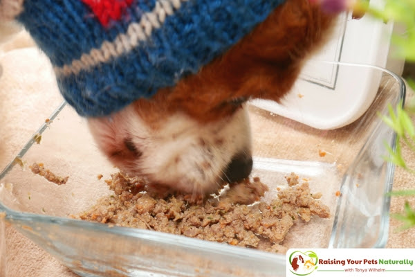 Best Raw Dog Food Reviews: Darwin's Natural Pet Products ...
