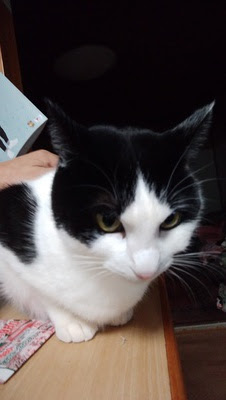 ６０のデッサン:猫