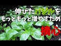 [無料ダウンロード！ √] バジル 家庭菜園 収穫 112040-バジル 家庭菜園 収穫