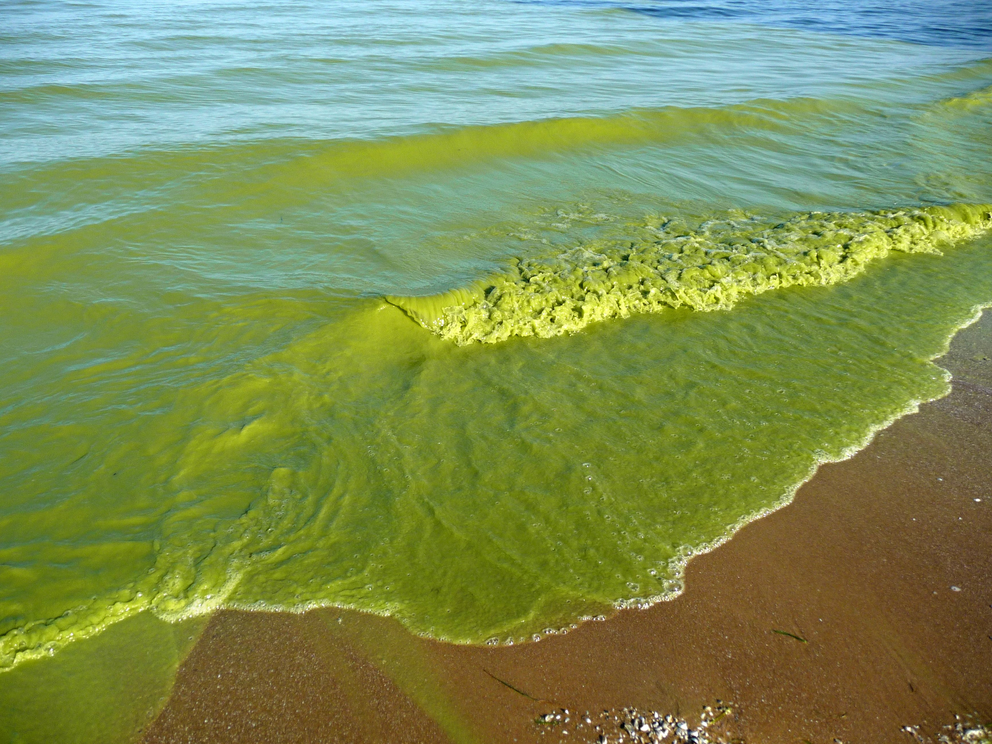 GeoGarage blog: Record-breaking 2011 Lake Erie algae bloom ...
