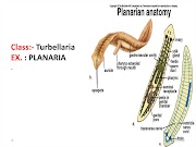 Inspirasi Top Turbellaria Life Cycle