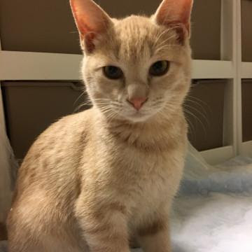 大阪府 ミルクティー色の男の子 猫の里親募集 ネコジルシ
